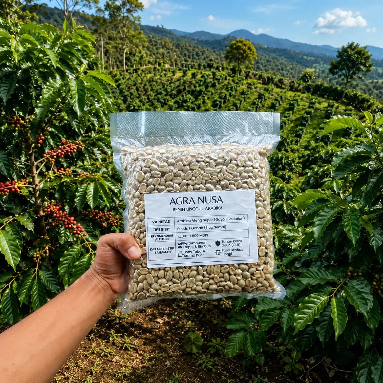 Benih kopi ateng super unggul cepat berbuah