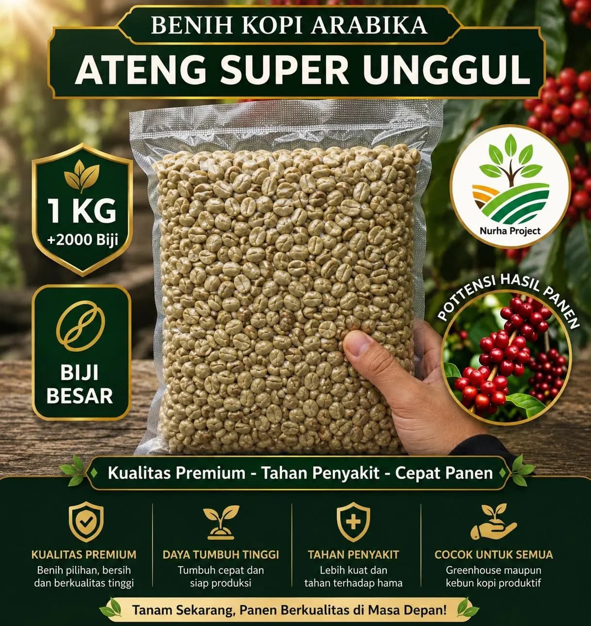 Benih Kopi Arabika Gayo Ateng Nurha Caffe
